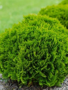 Żywotnik Woodwardii